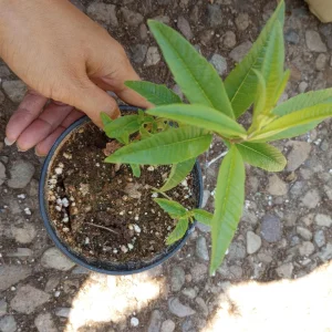 Lemon Verbena Live Plant – Aromatic Herb in 4 inch Pot – Outdoor/Indoor - Image 1