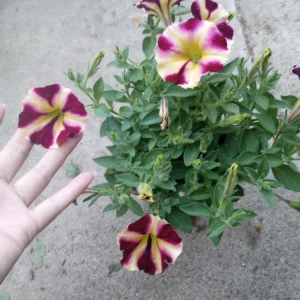 Lemonberry Petunia Live Plant - Vibrant Blooms - 6 Inch Pot - Image 3