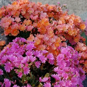 Lewisia Rainbow Mix Succulent Live Starter Plant - 2.5
