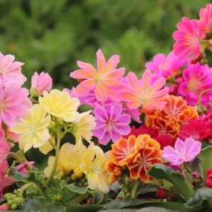 Lewisia Rainbow Mix Succulent Live Starter Plant - 2.5