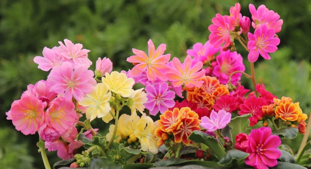 Lewisia Rainbow Mix Succulent Live Starter Plant - 2.5" Pot - Zones 5-8 - Image 4