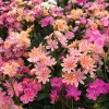 Lewisia Rainbow Mix Succulent Live Starter Plant - 2.5" Pot - Zones 5-8 - Image 1