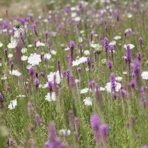 Liatris spicata 'Blazing Star' Live Plant - Purple Perennial - 2.5x3.5 inch Pot - Outdoor - Image 3