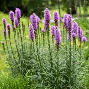 Liatris spicata 'Blazing Star' Live Plant - Purple Perennial - 2.5x3.5 inch Pot - Outdoor - Image 1