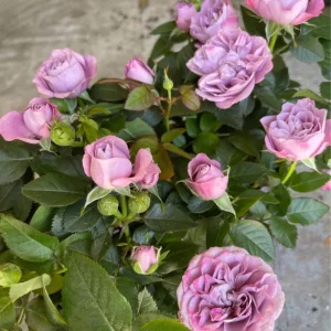 Light Purple Mini Rose Starter Live Plant - 3-6 inch Height - Image 1