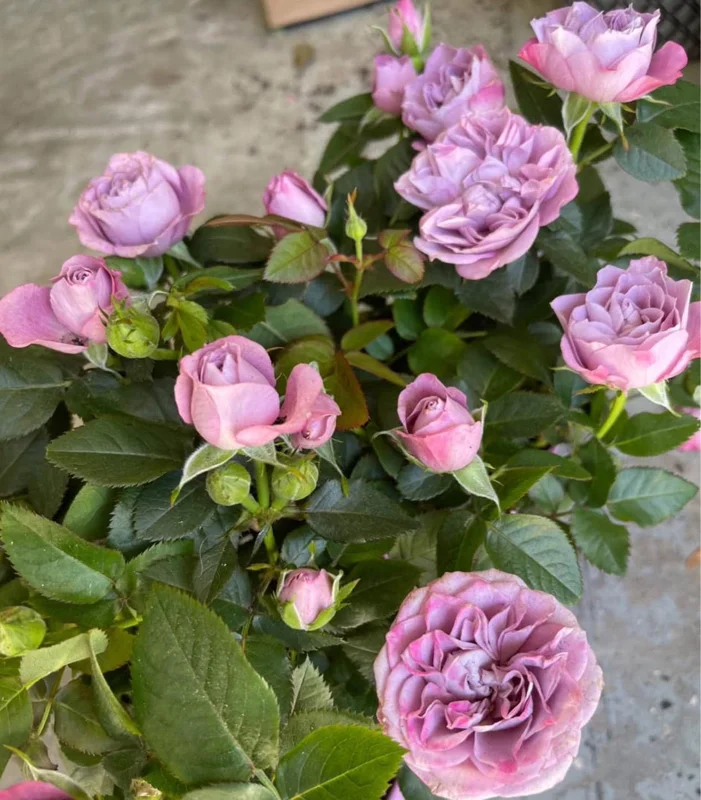 Light Purple Mini Rose Starter Live Plant - 3-6 inch Height - Image 1
