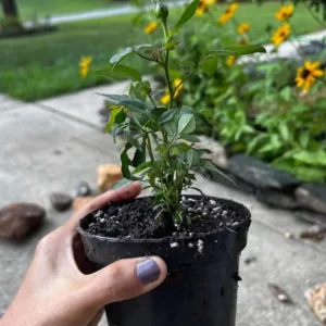 Light Purple Mini Rose Starter Live Plant - 3-6 inch Height - Image 2