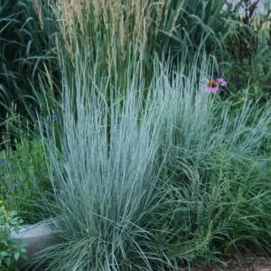 Little Bluestem 'Prairie Blues' Native Ornamental Grass Live Plant 2.5x3.5in Pot - Image 2