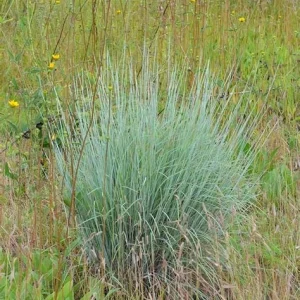 Little Bluestem 'Prairie Blues' Native Ornamental Grass Live Plant 2.5x3.5in Pot - Image 3