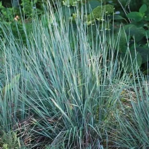 Little Bluestem 'Prairie Blues' Native Ornamental Grass Live Plant 2.5x3.5in Pot - Image 4