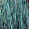 Little Bluestem 'Prairie Blues' Native Ornamental Grass Live Plant 2.5x3.5in Pot - Image 1
