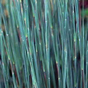 Little Bluestem 'Prairie Blues' Native Ornamental Grass Live Plant 2.5x3.5in Pot - Image 1