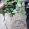 Little Marvel Shelling Pea Live Plants - 3/6 Set, 3 Inch Pot - Image 1