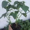 Live Bush Bean Plants - 3 Plants in 4-inch Pot - Vegetable Garden Ready - Image 1