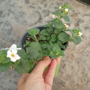 Live plant, Bacopa Megacopa white plants in 6 inch high pot. - Image 2