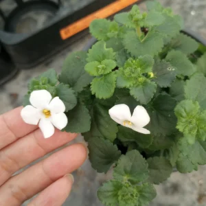 Live plant, Bacopa Megacopa white plants in 6 inch high pot. - Image 1