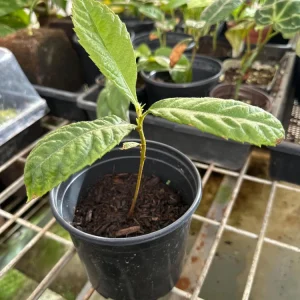 Loquat Live Tree Seedling - Non-GMO Tropical Fruit Plant, 6-15 Inches Tall - Image 2