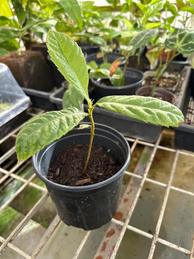 Loquat Live Tree Seedling - Non-GMO Tropical Fruit Plant, 6-15 Inches Tall - Image 2