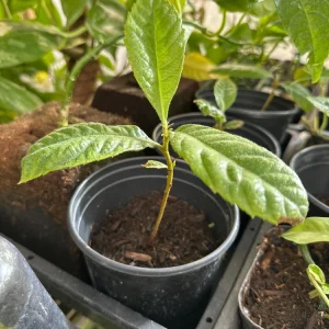 Loquat Live Tree Seedling - Non-GMO Tropical Fruit Plant, 6-15 Inches Tall - Image 3