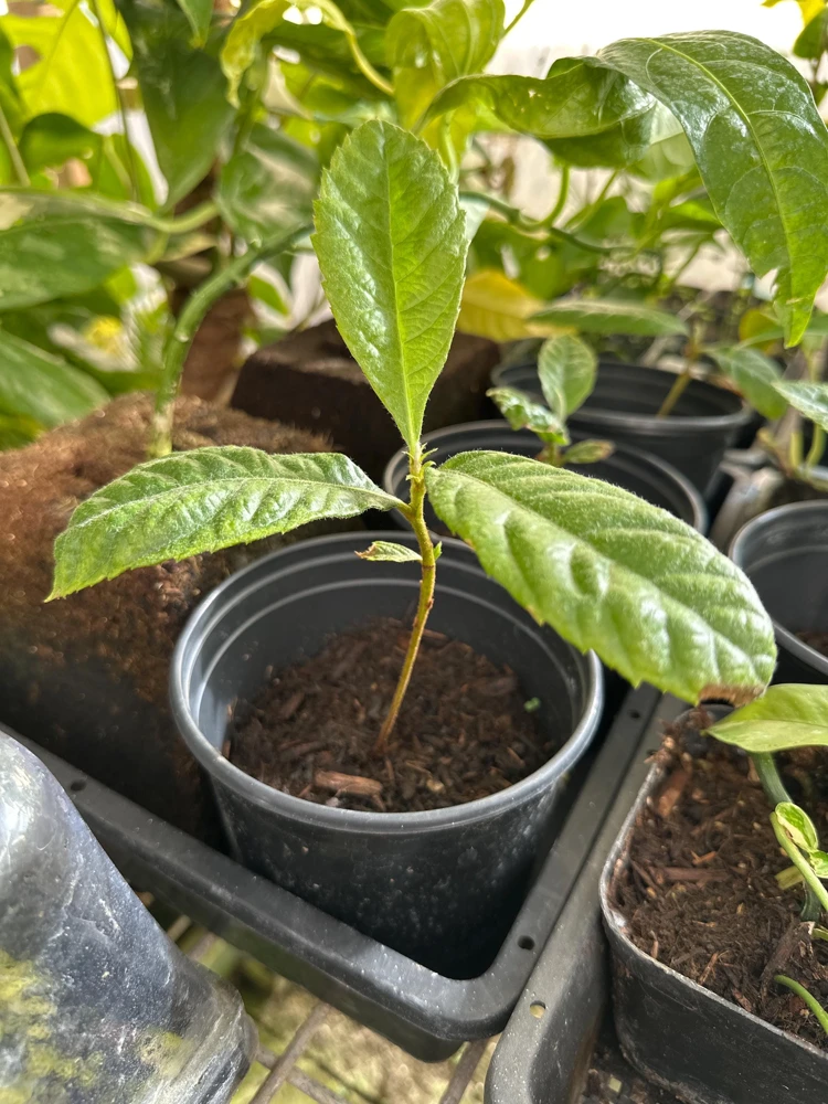 Loquat Live Tree Seedling - Non-GMO Tropical Fruit Plant, 6-15 Inches Tall - Image 3