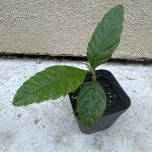 Loquat Live Tree Seedling - Non-GMO Tropical Fruit Plant, 6-15 Inches Tall - Image 4