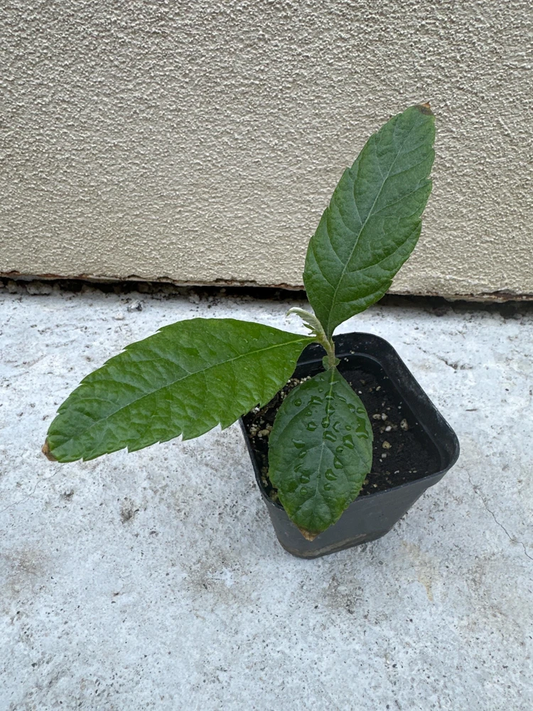 Loquat Live Tree Seedling - Non-GMO Tropical Fruit Plant, 6-15 Inches Tall - Image 4