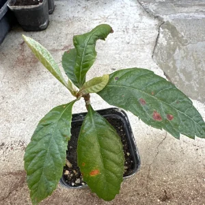 Loquat Live Tree Seedling - Non-GMO Tropical Fruit Plant, 6-15 Inches Tall - Image 5