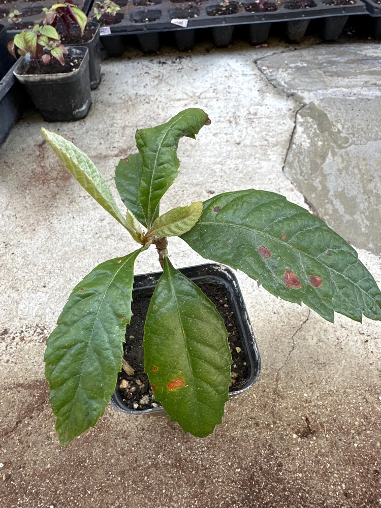 Loquat Live Tree Seedling - Non-GMO Tropical Fruit Plant, 6-15 Inches Tall - Image 5