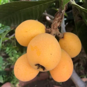 Loquat Live Tree Seedling - Non-GMO Tropical Fruit Plant, 6-15 Inches Tall - Image 6