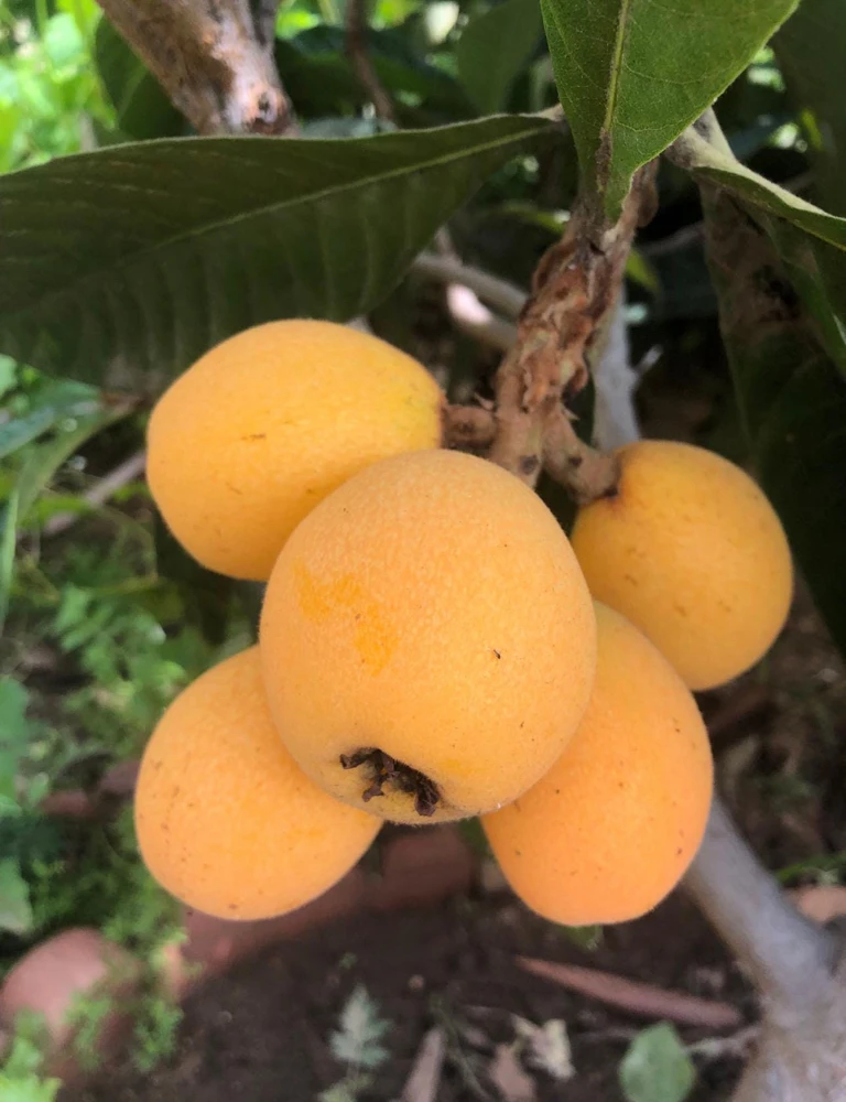 Loquat Live Tree Seedling - Non-GMO Tropical Fruit Plant, 6-15 Inches Tall - Image 6