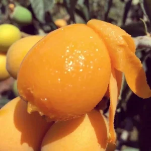 Loquat Live Tree Seedling - Non-GMO Tropical Fruit Plant, 6-15 Inches Tall - Image 7