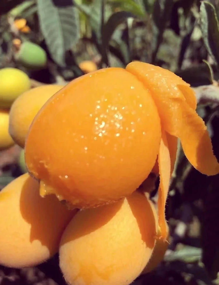 Loquat Live Tree Seedling - Non-GMO Tropical Fruit Plant, 6-15 Inches Tall - Image 7