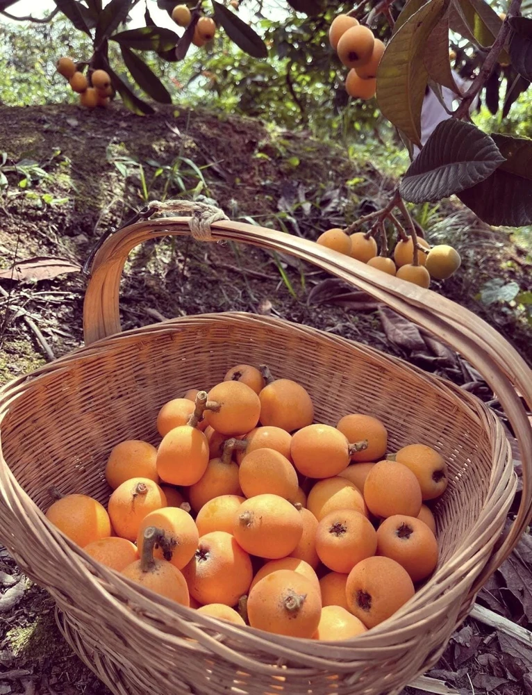 Loquat Live Tree Seedling - Non-GMO Tropical Fruit Plant, 6-15 Inches Tall - Image 9