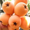 Loquat Live Tree Seedling - Non-GMO Tropical Fruit Plant, 6-15 Inches Tall - Image 1