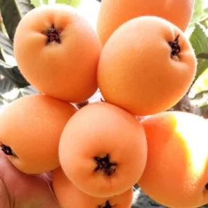 Loquat Live Tree Seedling - Non-GMO Tropical Fruit Plant, 6-15 Inches Tall - Image 1