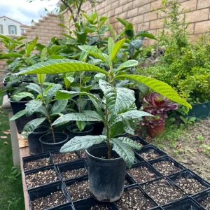 Loquat Tree Live Plant – 1 Gallon, Rooted (Eriobotrya japonica) – Tropical Fruit Tree - Image 2