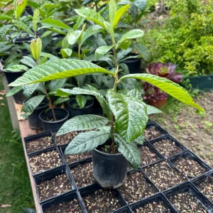 Loquat Tree Live Plant – 1 Gallon, Rooted (Eriobotrya japonica) – Tropical Fruit Tree - Image 3