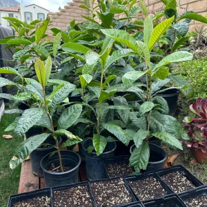 Loquat Tree Live Plant – 1 Gallon, Rooted (Eriobotrya japonica) – Tropical Fruit Tree - Image 4