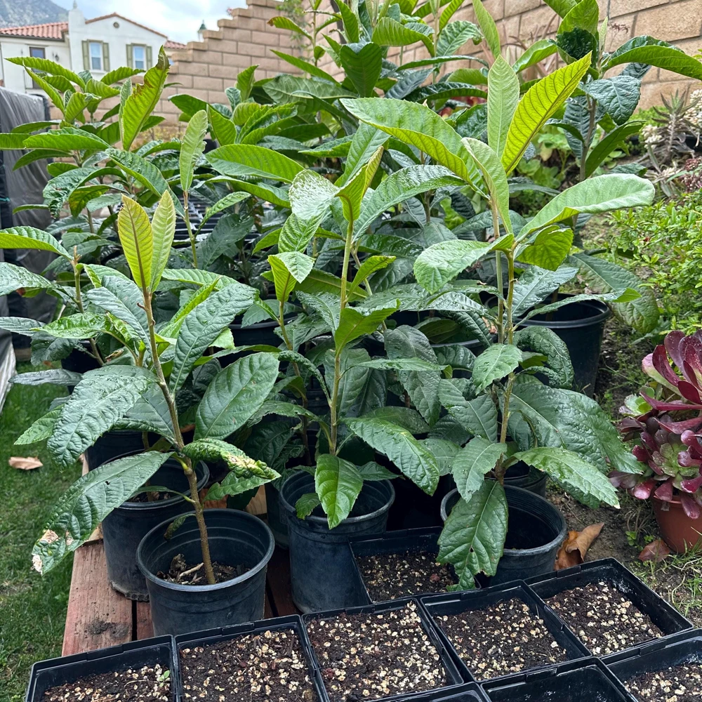 Loquat Tree Live Plant – 1 Gallon, Rooted (Eriobotrya japonica) – Tropical Fruit Tree - Image 4
