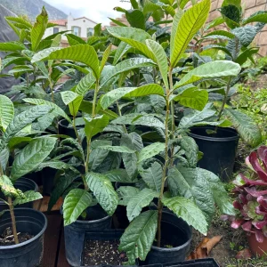 Loquat Tree Live Plant – 1 Gallon, Rooted (Eriobotrya japonica) – Tropical Fruit Tree - Image 5