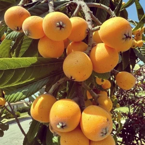 Loquat Tree Live Plant – 1 Gallon, Rooted (Eriobotrya japonica) – Tropical Fruit Tree - Image 6