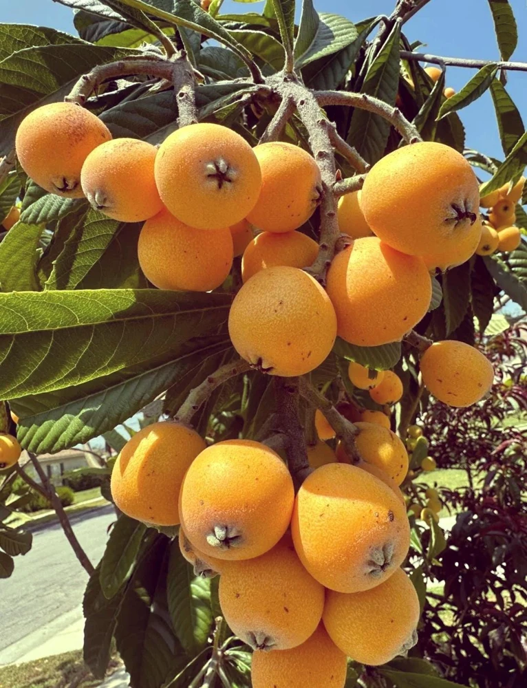 Loquat Tree Live Plant – 1 Gallon, Rooted (Eriobotrya japonica) – Tropical Fruit Tree - Image 6