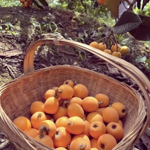 Loquat Tree Live Plant – 1 Gallon, Rooted (Eriobotrya japonica) – Tropical Fruit Tree - Image 8