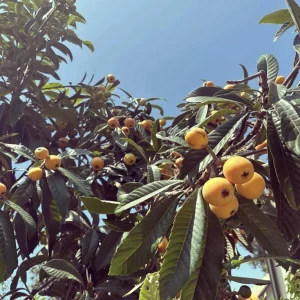 Loquat Tree Live Plant – 1 Gallon, Rooted (Eriobotrya japonica) – Tropical Fruit Tree - Image 9