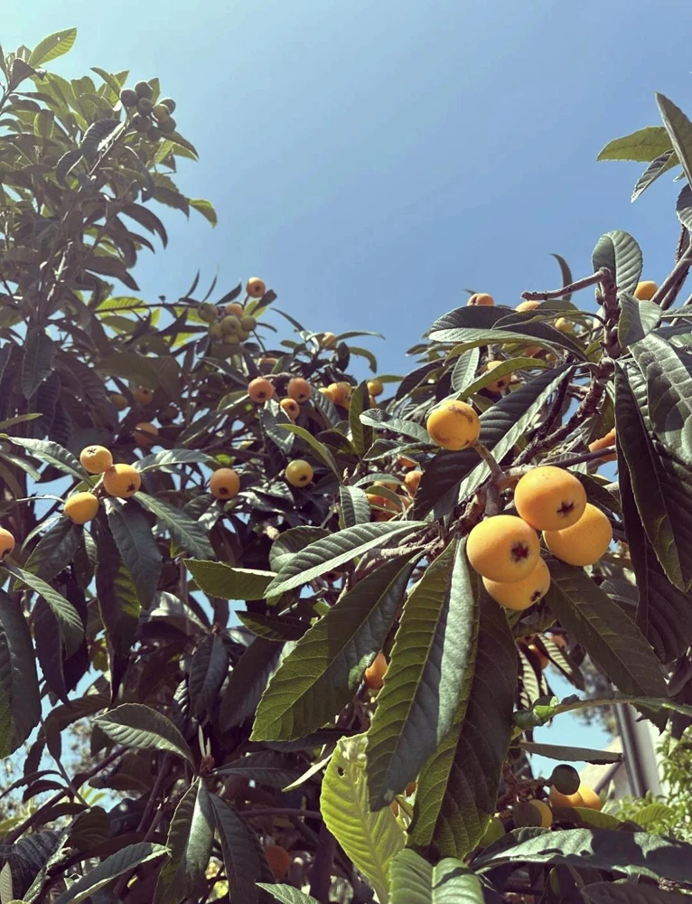 Loquat Tree Live Plant – 1 Gallon, Rooted (Eriobotrya japonica) – Tropical Fruit Tree - Image 9