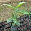 Loquat Tree Live Plant – 1 Gallon, Rooted (Eriobotrya japonica) – Tropical Fruit Tree - Image 1