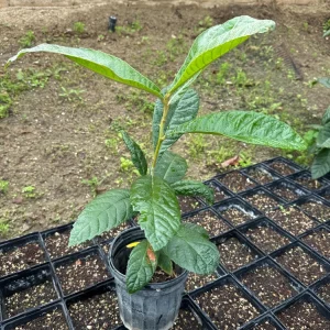 Loquat Tree Live Plant – 1 Gallon, Rooted (Eriobotrya japonica) – Tropical Fruit Tree - Image 1