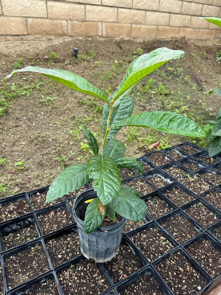 Loquat Tree Live Plant – 1 Gallon, Rooted (Eriobotrya japonica) – Tropical Fruit Tree - Image 1