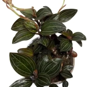 Ludisia Discolor Jewel Orchid Live Plant – Black Orchid Houseplant, 2.5