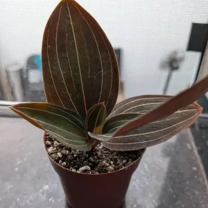 Ludisia Discolor Jewel Orchid Live Plant – Black Orchid Houseplant, 2.5